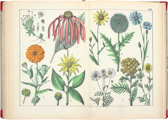 Шуберт Г.Г. Ботанический атлас Шуберта как вспомогательное дополнение ко всякому учебному руководству... СПб., 1887.